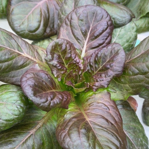 Red Romaine